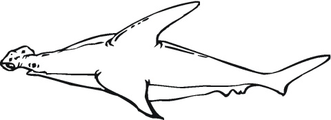 Outline Of A Basking Shark - ClipArt Best
