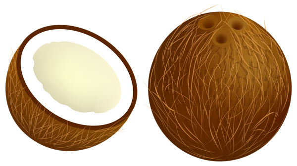 Coconut clip art