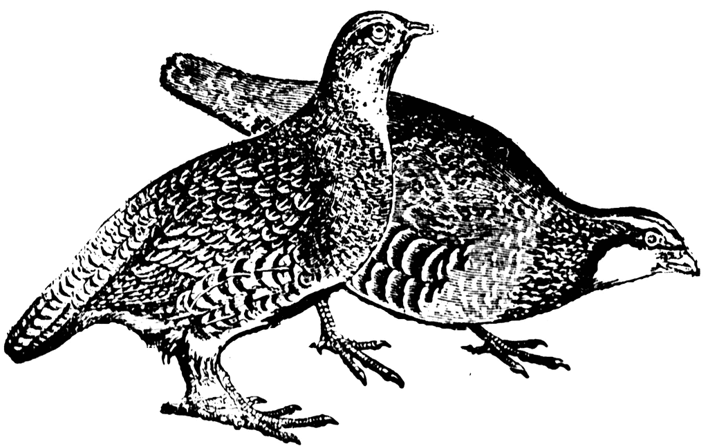 partridge clipart