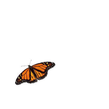 flying butterflies animation