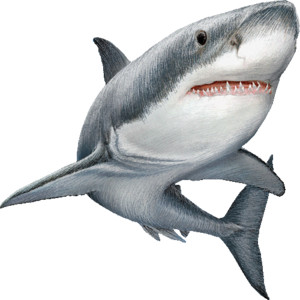 Great White Shark, White Pointer, or White Death clipart gra ...