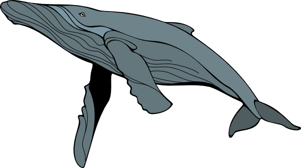 Humpback whale clipart