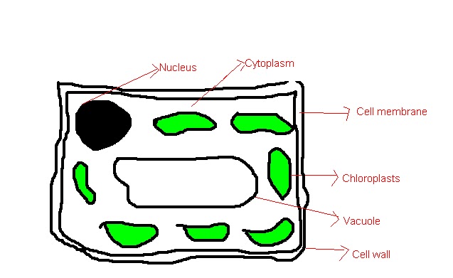 Your Science Questions: Simple Plant cell