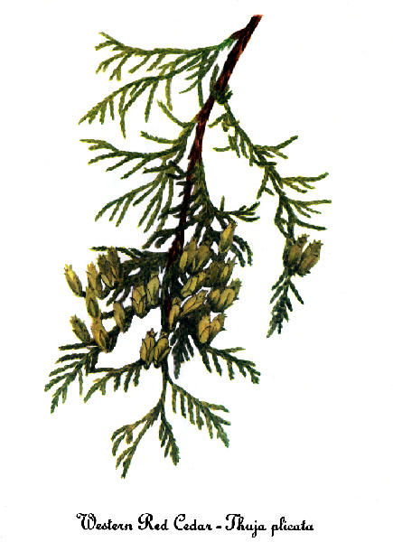 Cedar Tree Drawing