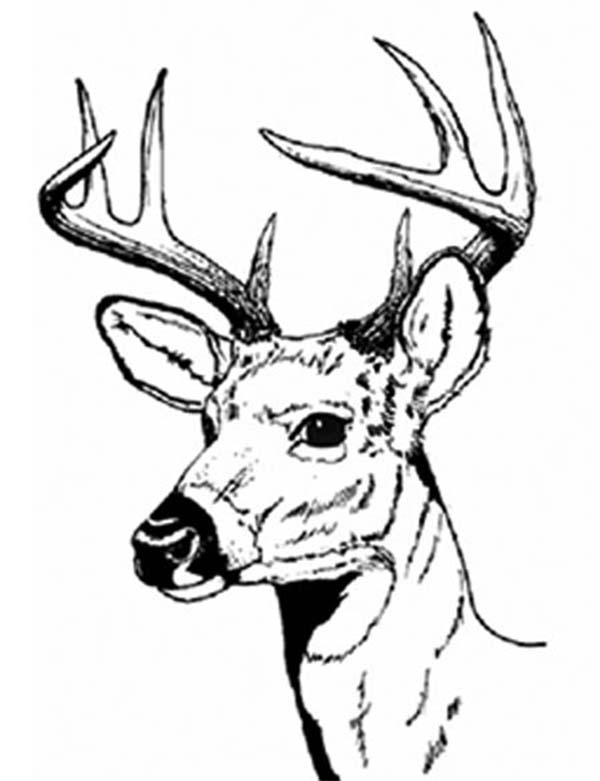 whitetail deer coloring page