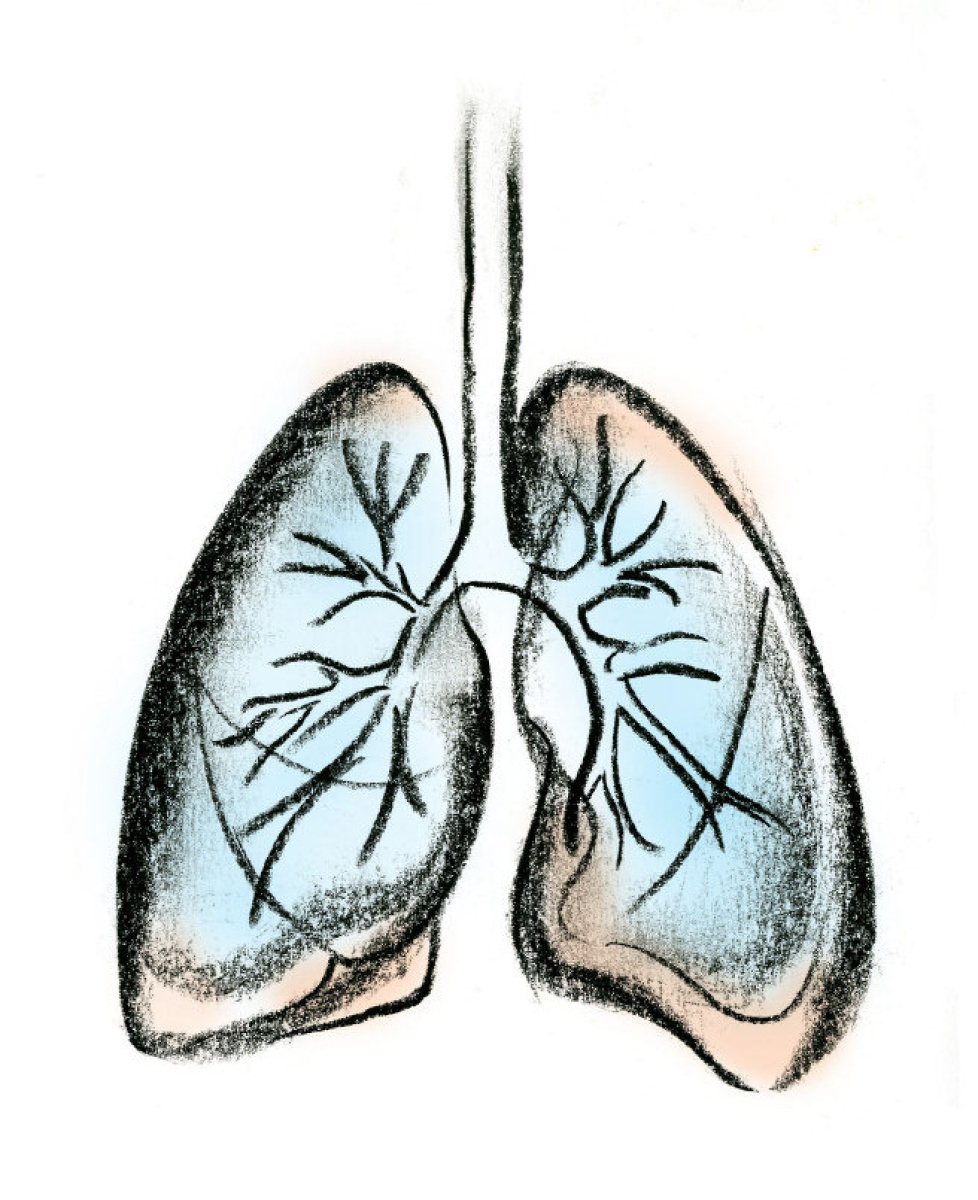 lungs.jpeg