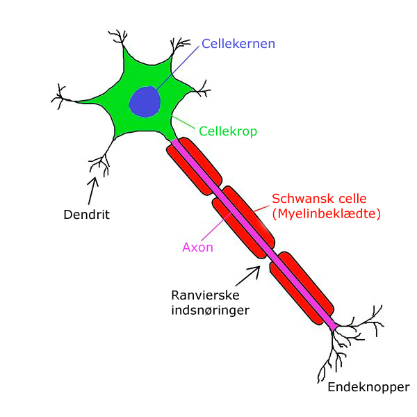 Neuron1 da.jpg