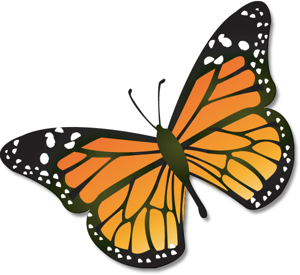 Butterfly clipart png images