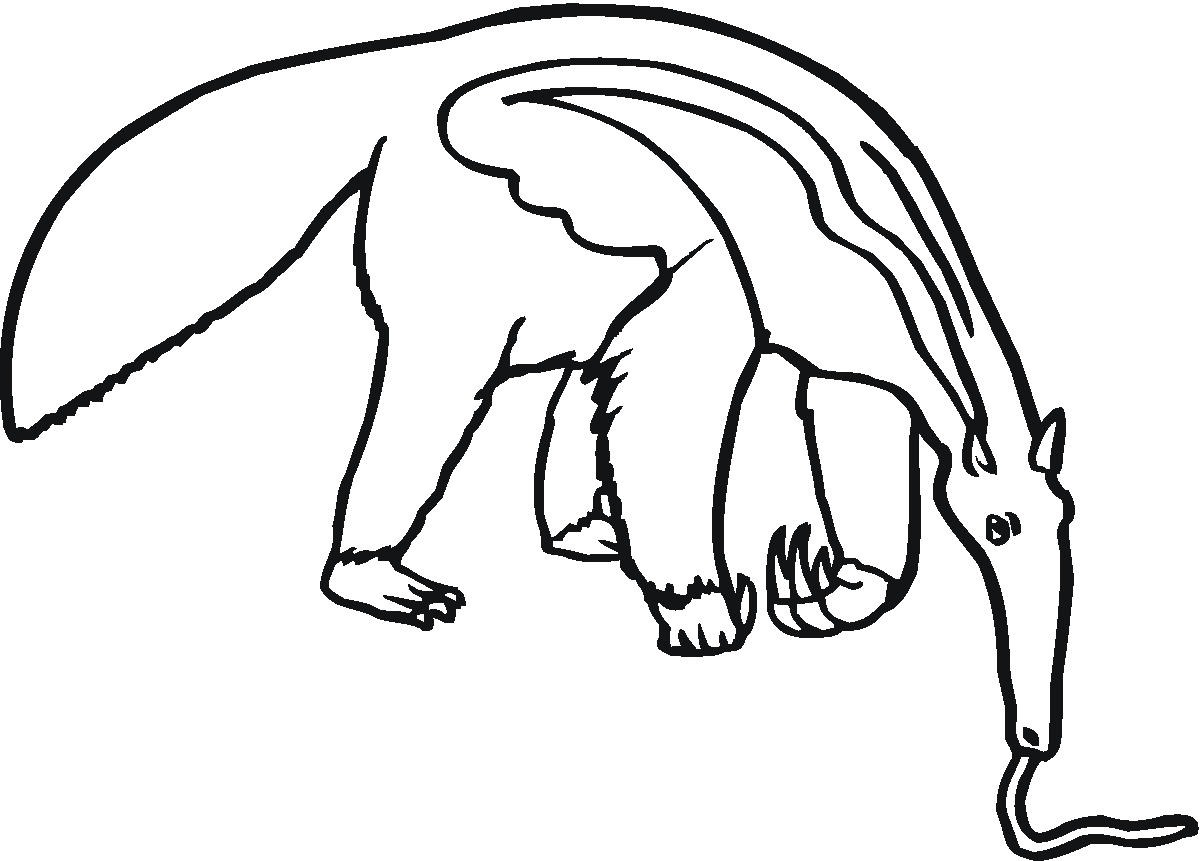 Anteater Drawing - ClipArt Best