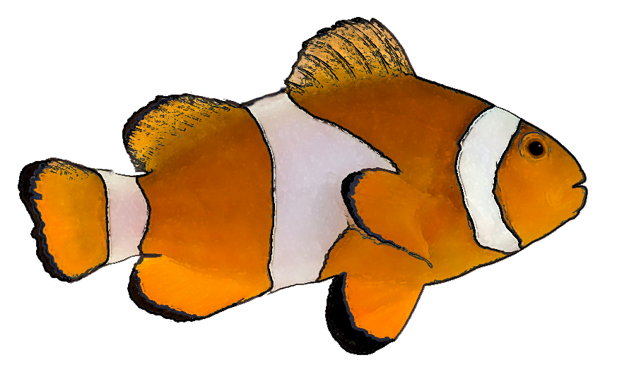 Clown fish clipart transparent background