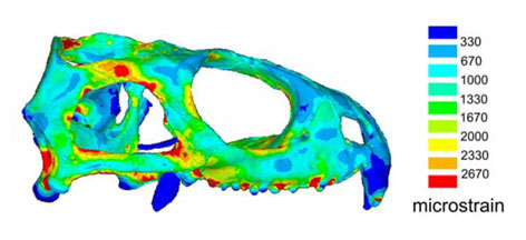 Sphenodon_FEA_CurtisJones_etal ...