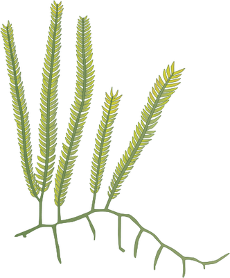 Caulerpa taxifolia - Macroalgae - Vector Illustration/Drawing ...