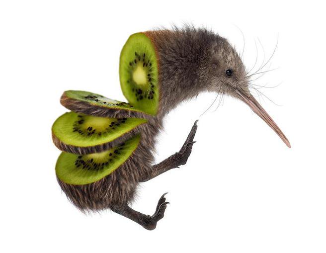 Elif Batuman on Twitter: "Pictures of a kiwi bird being sliced up ...