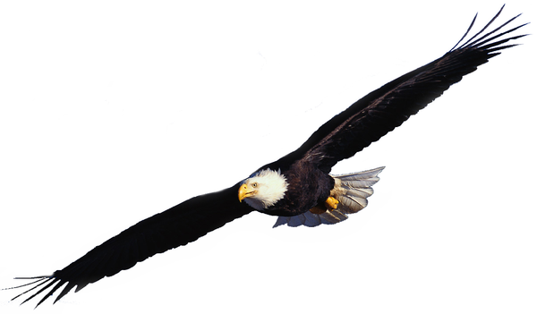 Flying Eagle Clip Art Ztcy F Clipart | Free Images ...