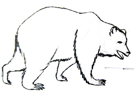 How to draw a Brown Bear