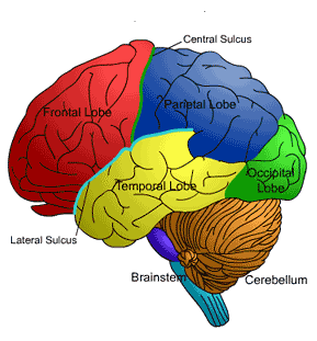 Simple Brain Diagram - ClipArt Best