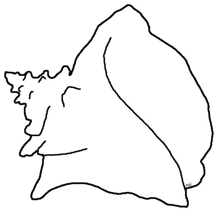 Queen Conch Shell Clipart