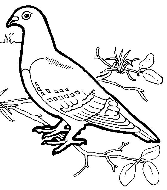 Bird Coloring Pages | ColoringMates.