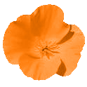 california-poppy8.gif