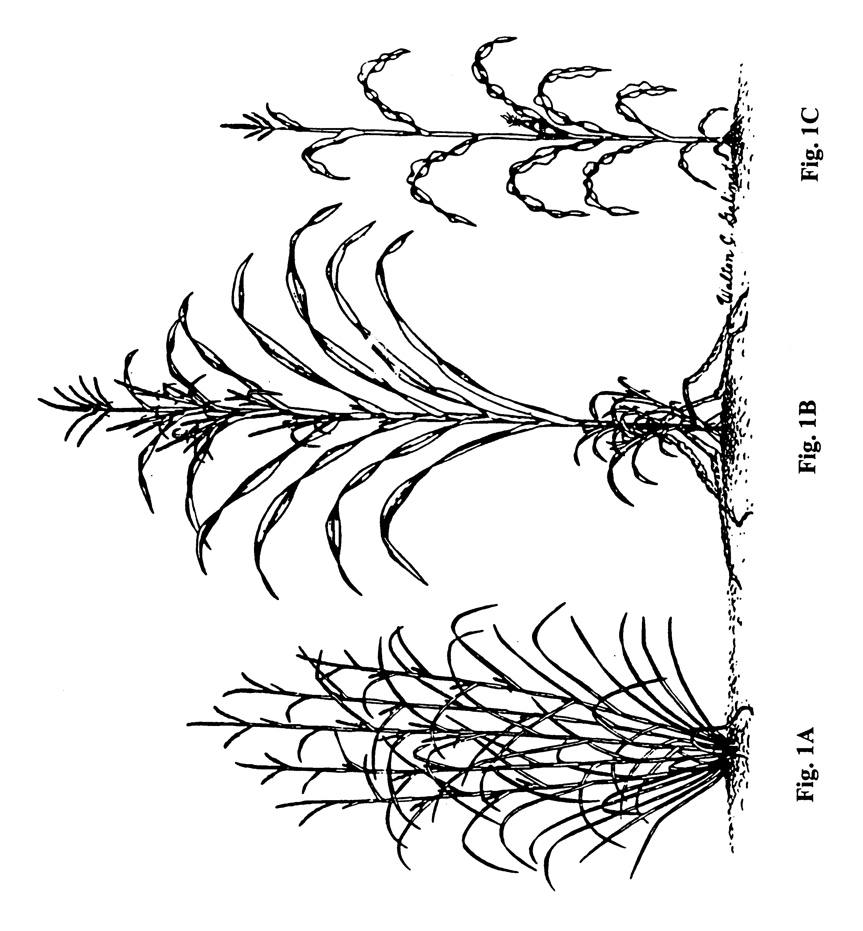 Corn Line Drawing