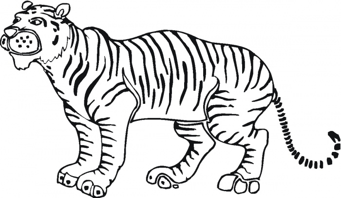 Tiger Outline Drawing - ClipArt Best