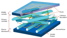 220px-Plant_cell_wall_diagram. ...