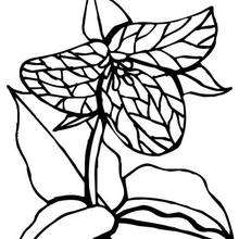 yellow buttercup flowers coloring pages