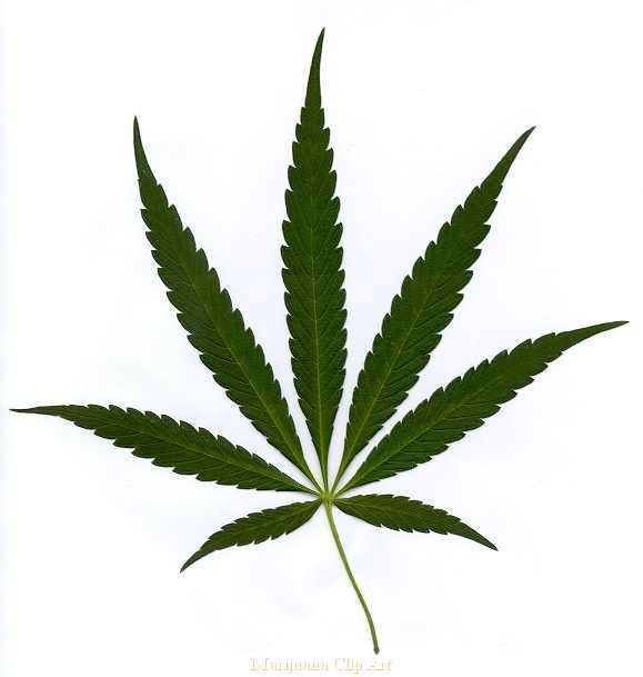 Cannabis leaf clipart