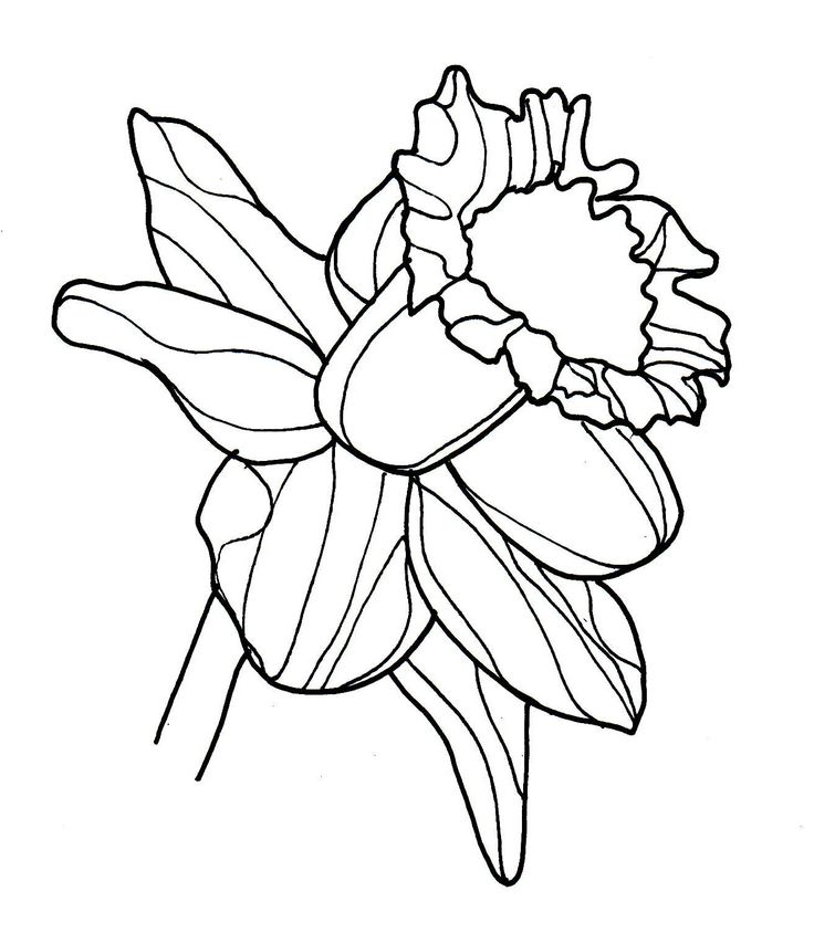 Drawings Of Daffodils