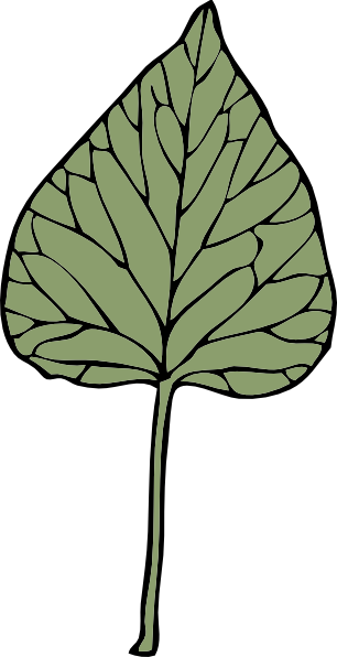 Green ivy leaves clipart