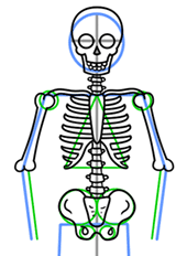 How to Draw a Skeleton