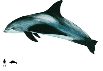 White-beaked dolphin | Whales online