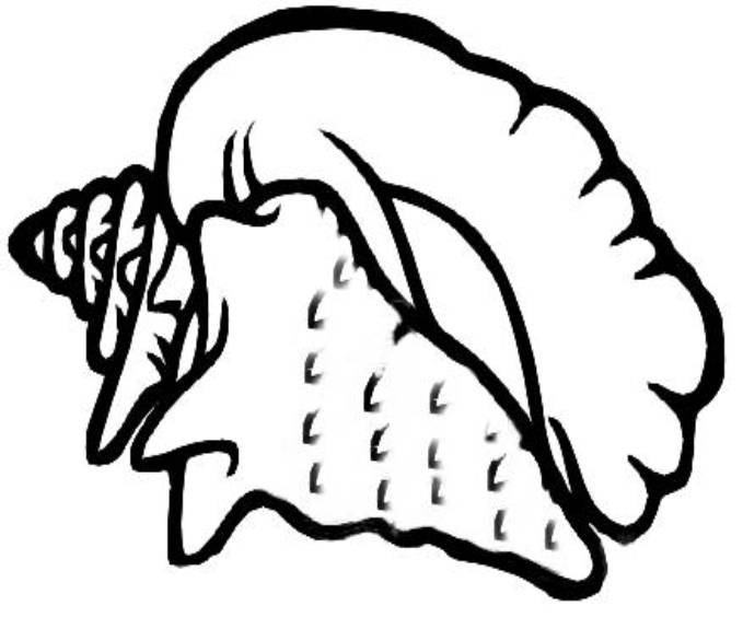 Drawing Of A Conch - ClipArt Best