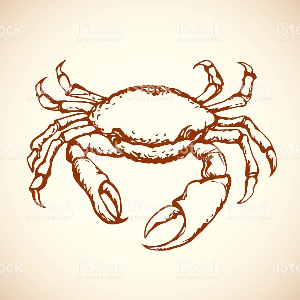 Crab Vector Drawing stock vector art 542682284 | iStock