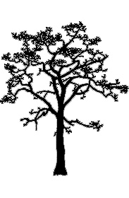 Tree Species Compendium --Western flowering dogwood