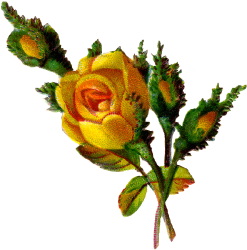 Single yellow roses clipart