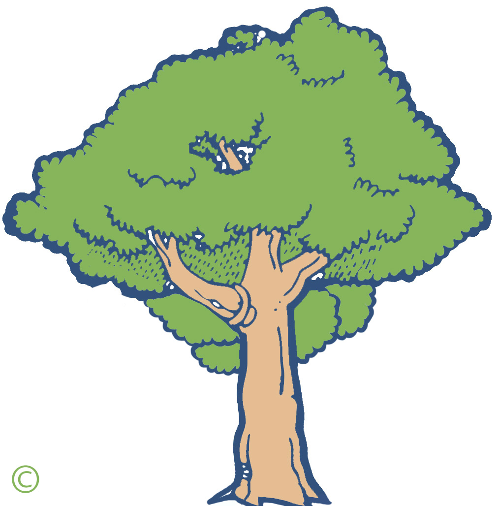 Clipart of mango tree