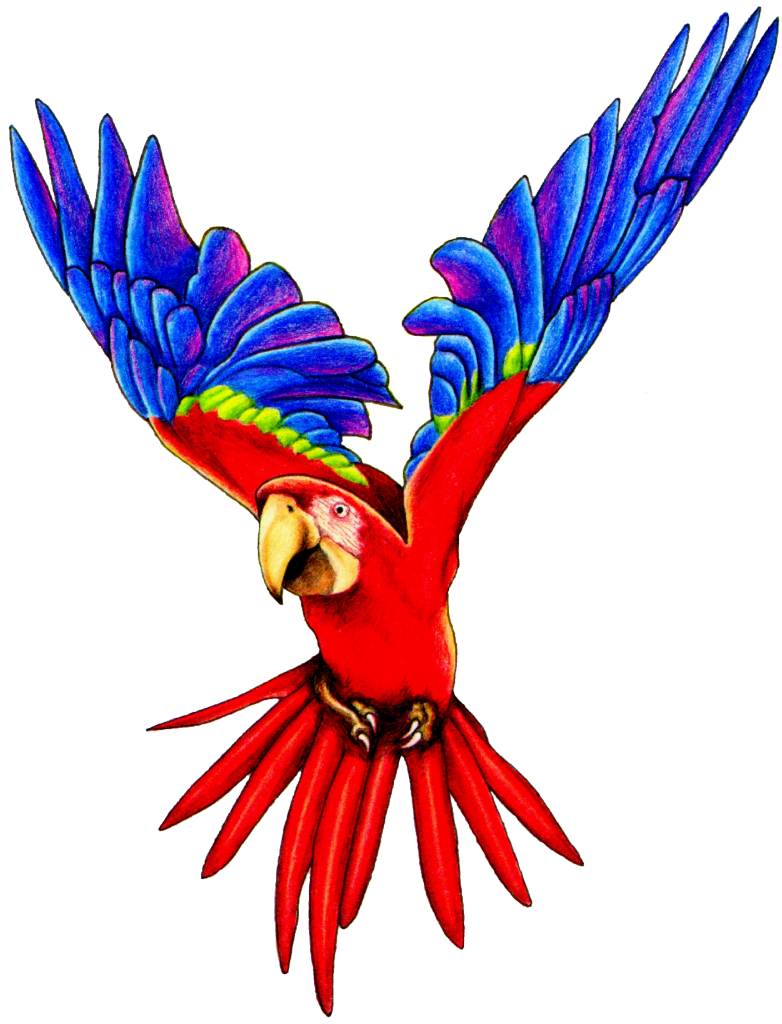 Flying Parrot Clipart