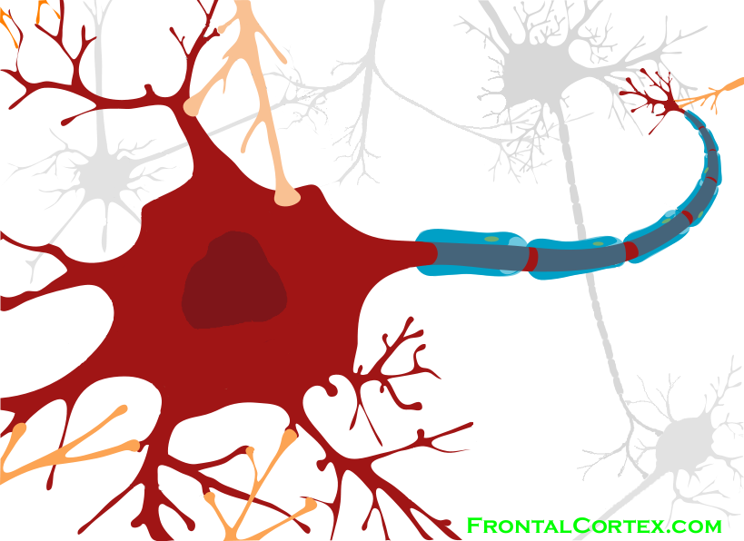 Drawing of a Neuron