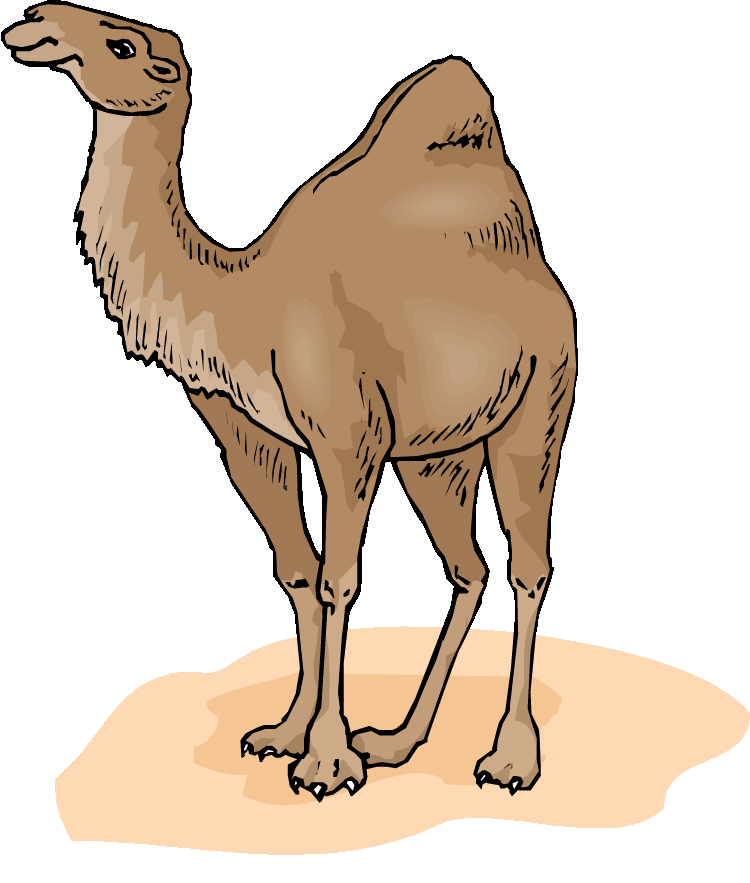 Camel clip art