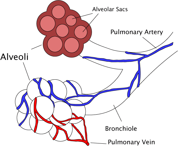 Aging and the Respiratory System