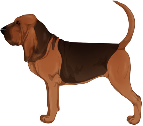 Bloodhound Information