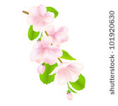 17 Apple Blossom Vector Images - Apple Blossom Branch Drawing ...