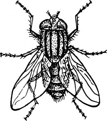 House Fly Clipart