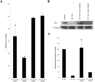 Intra-Subtype Variation in Enteroadhesion Accounts for Differences ...