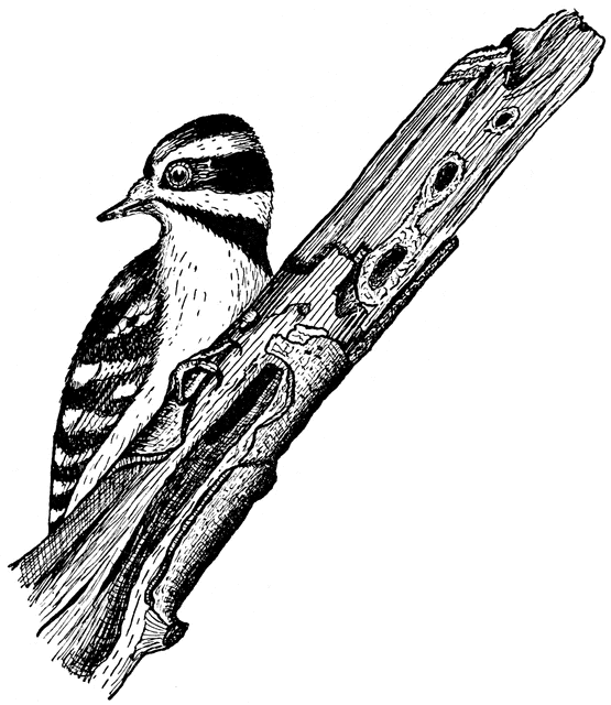 Woodpecker Clipart | Free Download Clip Art | Free Clip Art | on ...