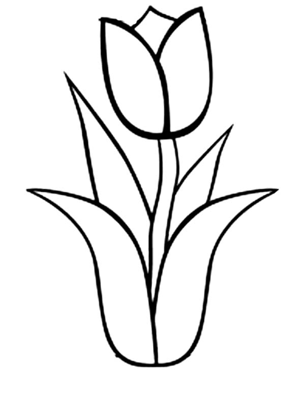 Tulips To Color - ClipArt Best