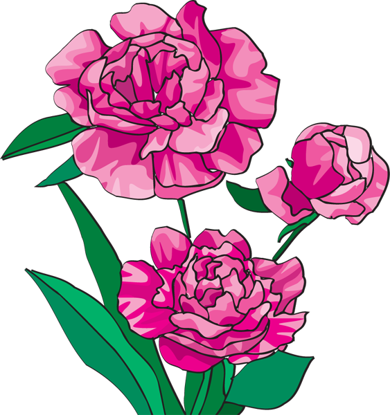 Peony Clipart Peony Wreaths Vector