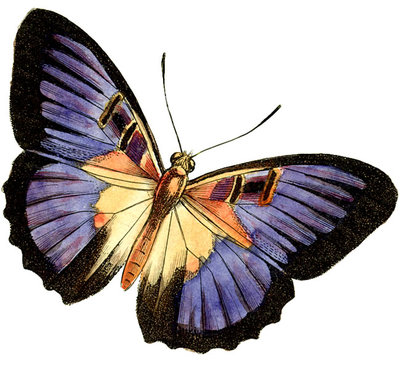 Vintage butterfly clipart