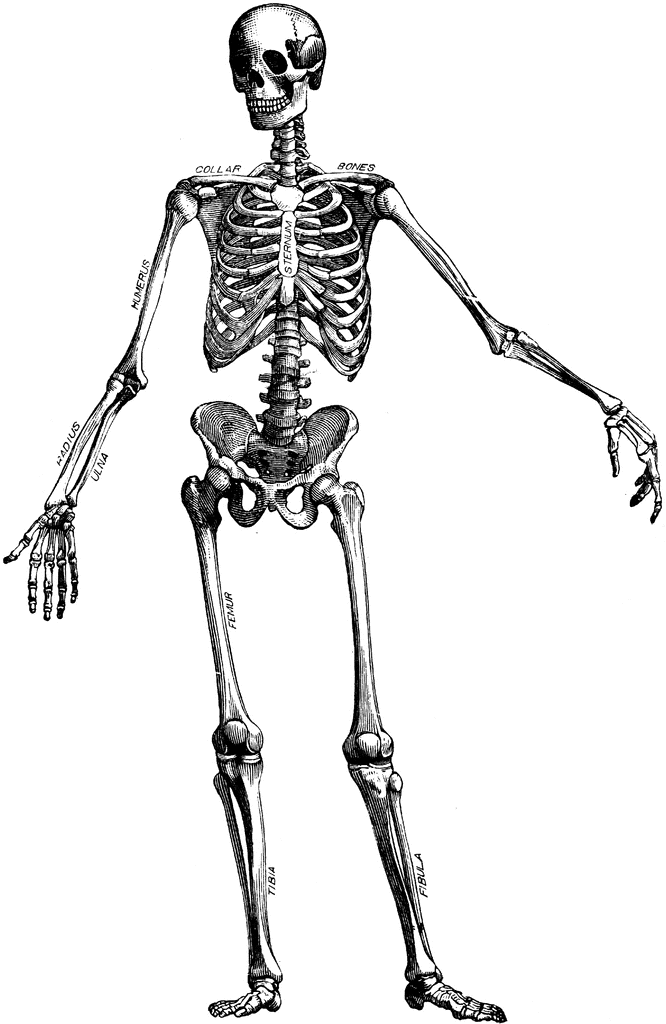 Human Skeleton Unlabeled Diagram Pictures